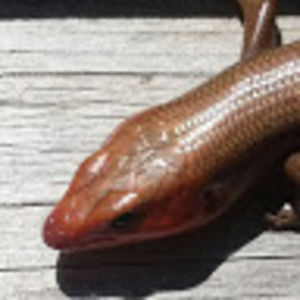 Meet your Posher, Grace